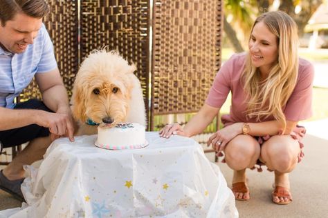 Cake For Gender Reveal, Cake With Dog, Baby Baker, Dog Eats, Gender Reveal Cake, Dog Cake, Pet Photography, Dog Eating, Gender Reveal