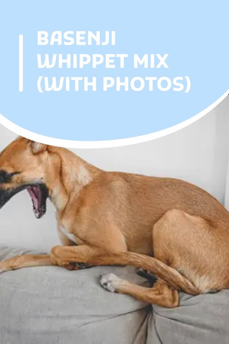 The Whippet Basenji Mix is a mixed breed dog resulting from breeding the Basenji and the Whippet. Whippet Mix, Racing Dogs, Basenji Dogs, Designer Dogs, Whippet Dog, Dog Mixes, Lap Dogs, Different Dogs, Mixed Breed Dogs