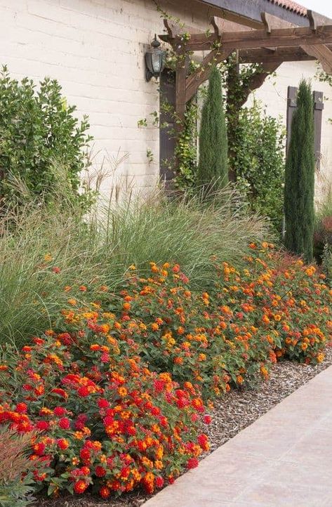 Lantana Bush, Xeriscape Front Yard, Lantana Plant, Texas Landscaping, Diy Jardin, Garden Hedges, Creative Landscape, Front Yard Design, Front Landscaping