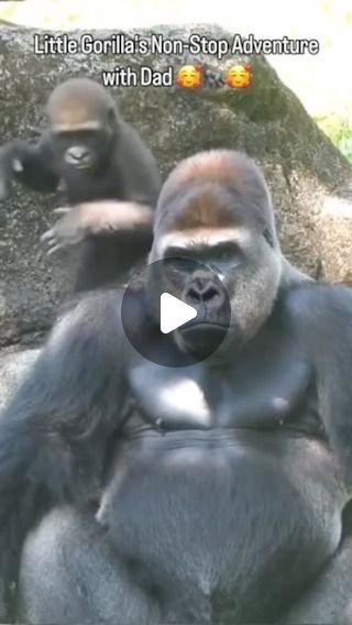 Funny Gorilla Pictures, Silly Animals Videos, Gorilla Video, Gorilla Funny, Bebe Video, Baby Gorilla, Baby Gorillas, Awesome Animals, Dad Baby