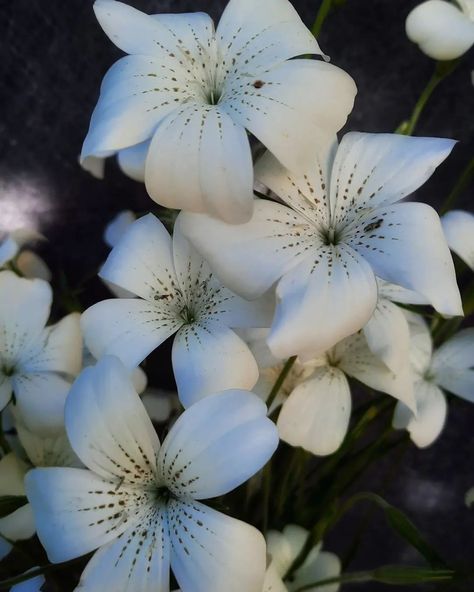 Agrostemma ‘Ocean Pearls’ also known as Corn cockle are in bloom in the garden now. Ocean Pearls has prominent fluted five-petaled white flowers highlighted with golden bronze streaks that dangle from the tops of tall silvery-grey stems. Can easily be sown outdoors in early spring. Deadhead early in season for continuous cut flower production. Corncockle will thrive in under cool conditions. #homegarden #homegrown #gardenlife #coolflowers #zone5b #flower #flowers #flowerstalking #flowerlov... Floral Photography, Early Spring, Flower Lover, Cut Flowers, Amazing Flowers, Corn, Spring Flowers, White Flowers, Flower Art