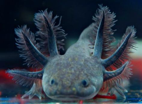 Axolotl Colors, Melanoid Axolotl, Axolotl Cute, Dalmatian Dogs, Black Pigment, Picture Description, Dark Eyes, Reptiles And Amphibians, Animal Photo