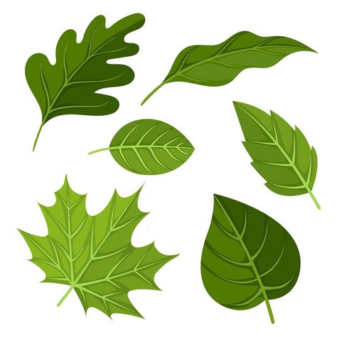 Green Leaves Clipart Set Vector Green Things Drawing, Tree Leaves Drawing, Green Leaves Drawing, Cartoon Leaves, Leaf Drawings, Leaves Cartoon, Leaf Cartoon, Flat Tree, Cartoon Leaf