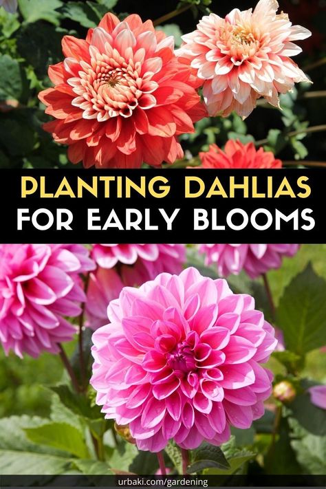 Starting Dahlia Tubers Indoors, How To Plant Dahlia Tubers, Planting Dahlias, Planting Tips, Grow Flowers, Dahlia Tubers, Indoor Flowers, What To Use, Home Flowers