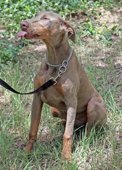 Fawn Doberman named Liberty Gray Doberman, Doberman Natural Ears, Doberman Natural, Fawn Doberman, White Doberman Pinscher, Doberman Colors, Doberman Pinscher Natural Ears, Doberman Pinscher Funny, Doberman Puppies For Sale