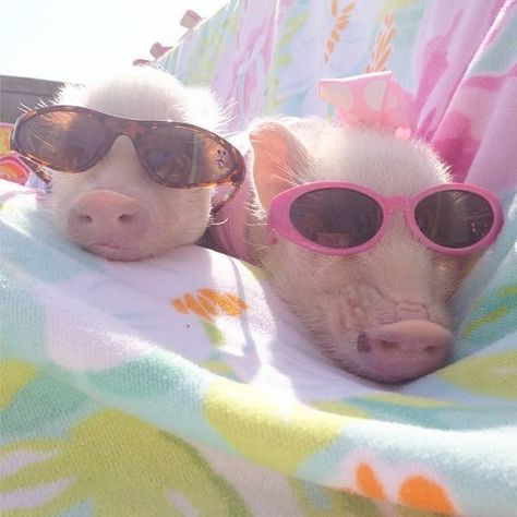 Prissy Pig Instagram Roundup - Cute Piglets Baby Piglets, Teacup Pigs, Cute Piglets, Cele Mai Drăguțe Animale, Haiwan Lucu, Mini Pigs, Söt Katt, Pigs In A Blanket