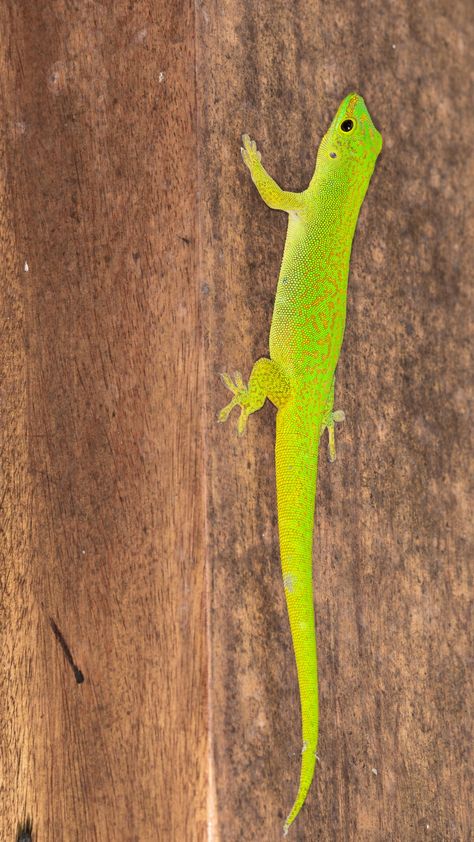 Lizards Pet, Geico Lizard, Lizard Names, Lizard Pet, Lizard Food, Lizard Habitat, Baby Lizards, Eyes Poster, Funny Lizards