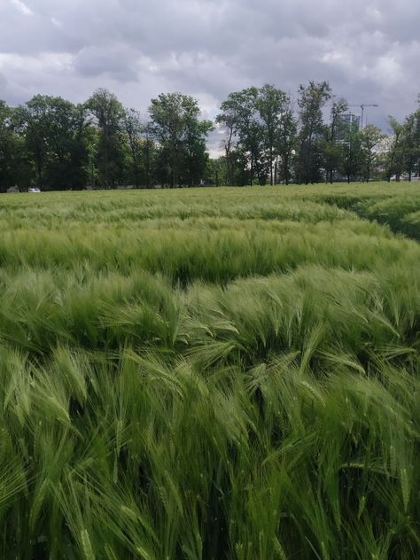 #green_aesthetic #green #field #barley #clouds #sky Barley Aesthetic, Barley Field, Barley Grass, Heavenly Places, Sky Summer, Grassy Field, Green Field, Aesthetic Green, Clueless