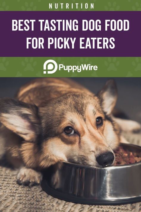 Is your dog a picky eater? This article covers the top tips and top 5 best dog food for picky eaters. #PuppyWire #dogs #dogfood #pickyeaters Picky Dog Eater, Dog Food For Picky Eaters, Food For Picky Eaters, Colorful Hairstyles, Dog Nutrition, Healthy Dog Food Recipes, Human Food, Best Dog Food, Wet Dog Food