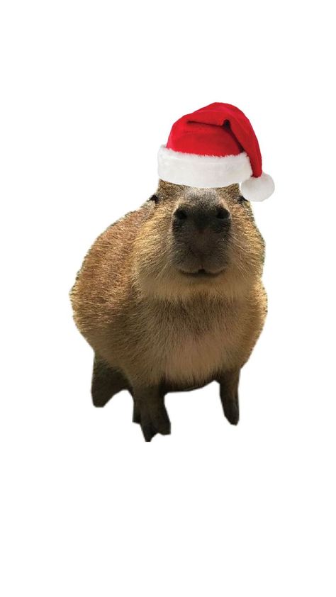 Capybara Wallpaper, Christmas Capybara, Capybara Pet, Capybara Cute, Capybara Plush, Poster Ideas, Aesthetic Room Decor, Aesthetic Room, Iphone Wallpaper