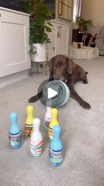 Good Boy Ollie 🐶 on Instagram: "They’re both winner winner boys! 🏆🏅" Good Boy Ollie, Sweet Videos, Precious Animals, Grand Kids, Winner Winner, Good Boy, My Happy Place, Happy Place, Happy Places