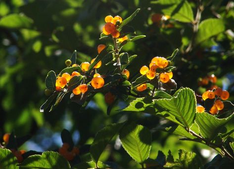 https://flic.kr/p/7FHBF2 | Golden berries glow in the sun | They are probably poisonous to man, but these translucent berries have a wonderful glow in the afternoon sun. Just like the story of Adam and Eve... many things that are beautiful and attractive are meant to be seen and not touched. Story Of Adam And Eve, Golden Berries, Afternoon Sun, Adam And Eve, Season 3, Do Anything, Things That, The Sun, The Story