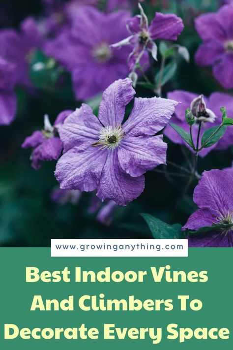 21 Best Indoor Vines and Climbers To Decorate Every Space 2024 Climbers Plants, Indoor Vines, Climber Plants, Creeping Fig, Arrowhead Plant, Household Plants, Tiny White Flowers, Plants To Grow, Growing Tips