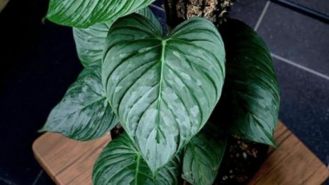 Philodendron Majestic Plant Care — Everything You Need To Know! Philodendron Majestic is a beautiful hybrid of the Philodendron sodiroi (https://plantophiles.com/plant-care/philodendron-sodiroi/) and Philodendron verrucosum (https://plantophiles.com/plant-care/philodendron-verrucosum/).  It is well known for receiving the best traits of both its parent plants: the gleaming and glaucous silver leaves of Philodendron sodiroi an… Philodendron Verrucosum, Leaf Structure, Tropical Beauty, Indoor Plant Care, House Plant Care, Planter Pots Indoor, Potting Soil, Healthy Plants, Tropical Plants