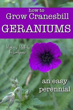 Geranium Planters, Geranium Care, Geraniums Garden, Easy Perennials, Cranesbill Geranium, Water Wise Plants, Wild Geranium, Hardy Geranium, Best Perennials