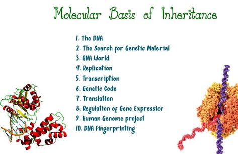 molecular basis of inheritance - supernotes.pdf Dna Fingerprinting, Transcription And Translation, Dna Replication, Study Biology, Human Genome, Gene Expression, Transcription, Biology, Coding