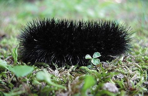 Brown Black Fuzzy Caterpillar | Caterpillar of Giant Leopard Moth, Hypercompe scribonia (formerly ... Wooly Caterpillar, Poisonous Caterpillars, Moth Facts, Giant Leopard Moth, Colorful Caterpillar, Black Caterpillar, Fuzzy Caterpillar, Leopard Moth, Woolly Bear