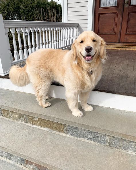 Golden Puppies, Very Cute Dogs, A Golden Retriever, Fluffy Dogs, Cute Animals Images, Baby Puppies, Dog Boarding, Cute Dogs And Puppies, Golden Retrievers