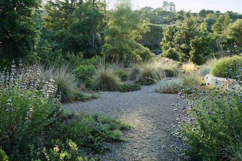 An informal, drought-tolerant garden in California | Gardens Illustrated California Garden Design, California Native Landscape, Drought Tolerant Landscape Front Yard, California Landscaping, California Native Garden, California Backyard, Gravel Landscaping, Habitat Garden, Hillside Garden