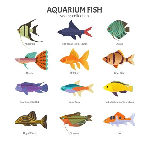 Fish Chart, Ikan Air Tawar, Tropical Freshwater Fish, Freshwater Aquarium Fish, Fish Supplies, Fish Illustration, Types Of Fish, Small Fish, Pet Fish