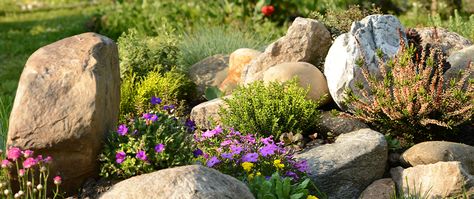 How to Design a Colorado Style Landscape Colorado Landscaping, Colorado Gardening, Pine Garden, Colorado Blue Spruce, Colorado Style, Backyard Plants, Alpine Plants, Gravel Garden, Rock Garden Landscaping