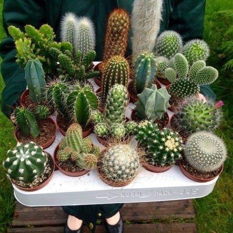 Cactus Plants Indoor, Plants Indoor Decor, Small Cactus Plants, Cactus House Plants, Succulent Garden Indoor, Cactus Seeds, Indoor Cactus, Bonsai Seeds, Beautiful Cactus