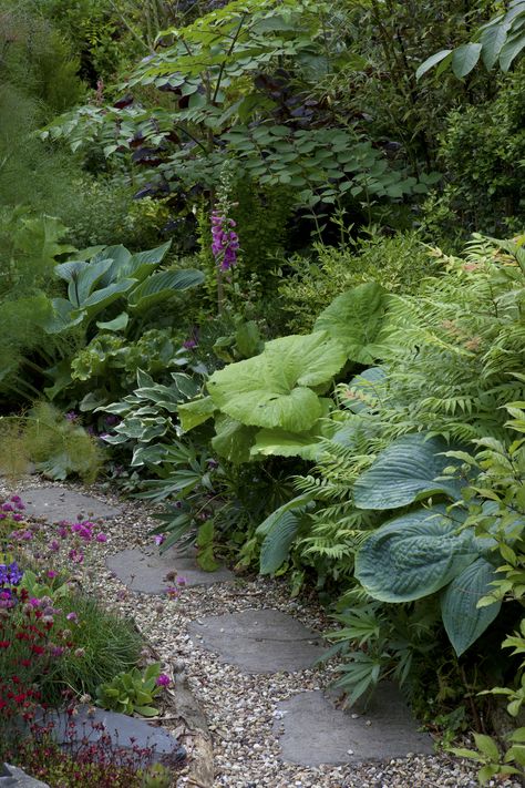 Shade Garden Design, Woodland Plants, Shade Garden Plants, Hosta Gardens, Moss Garden, Side Garden, Forest Garden, Woodland Garden, Backyard Garden Design