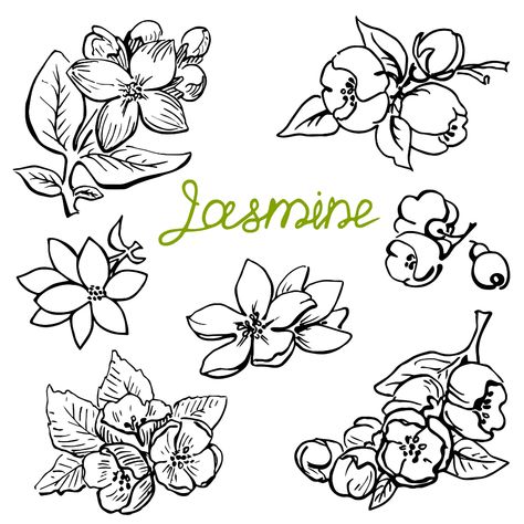 Jasmine Flower Sketch, Jasmine Flower Drawing, Jasmine Flower Tattoo, Flower Drawing Simple, Jasmine Drawing, Hippie Drawing, Burned Hats, Jasmine Dragon, Flower Stencils