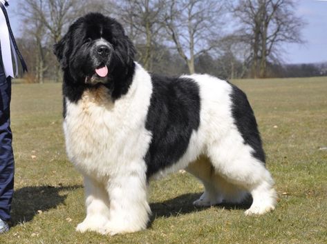 Popular-Dog-Breeds-with-Big-Paws Big Doggies, Worlds Largest Dog, Landseer Dog, Most Expensive Dog, Dog Crossbreeds, Newfoundland Puppies, Newfoundland Dogs, Expensive Dogs, Largest Dog