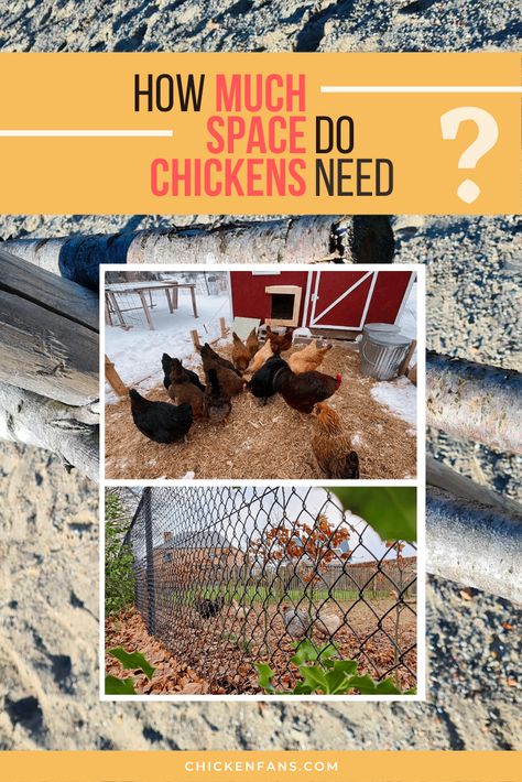 Small Chicken Breeds, Chicken Coops And Runs, Chicken Squares, Chicken Pecking, Automatic Chicken Coop Door, Chicken Poop, Chicken Coup, Chicken Farming, Backyard Chicken Farming