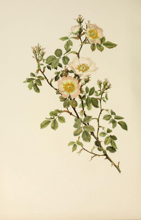 The genus rosa : Willmott, E. A. (Ellen Ann), 1858-1934 : Free Download, Borrow, and Streaming : Internet Archive Wildflower Drawing, Antique Flowers, Plant Study, Botanical Illustration Vintage, Botanical Illustrations, Botanical Poster, Floral Image, Botanical Beauty, Cold Case