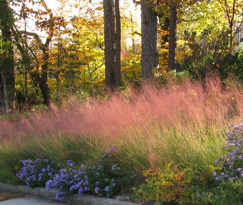 #Pink #Grasses: #11 Ideas for #Muhlenbergia in a Landscape: Hardy pink Muhlenbergia capillaris cultivars are ideal candidates: They’re not picky about soil quality, barely need water after they get established, and can stand up to the heat of summer. Is Muhlenbergia capillaris the right plant to add a dash of pink to your garden? Here are 11 ways to use pink Muhlenbergia in a landscape: Gardenista Pastel Pink Almond Nails, Pink Almond Nails Design, Strawberry Companion Plants, Muhlenbergia Capillaris, Pink Muhly, Pink Almond Nails, Florida Backyard, Pink Grass, Yard Landscape