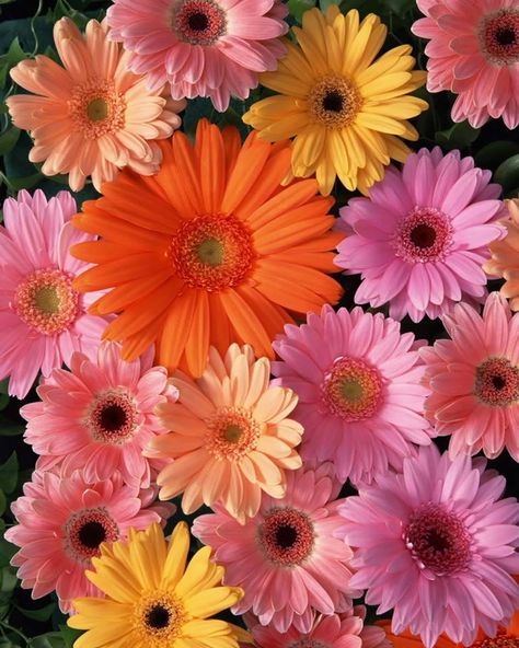 . Tela Iphone, Gerbera Flower, Gerbera Daisies, Floral Wallpaper Iphone, Sunflower Wallpaper, Wallpapers For Iphone, The Lane, Wallpaper Nature Flowers, Beautiful Bouquet Of Flowers