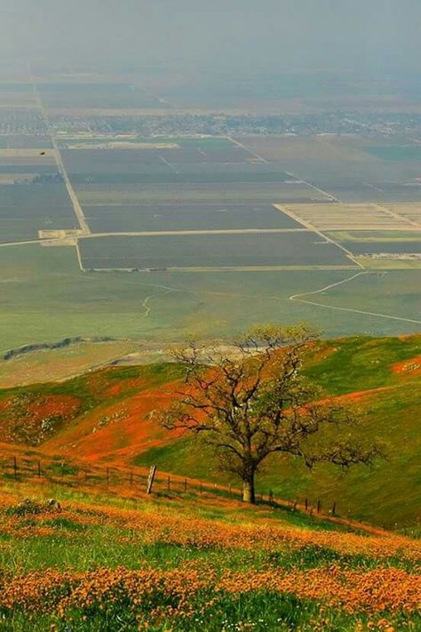 San Joaquin Valley, Bakersfield, Ca. Vampire Money, Tehachapi California, Central Valley California, Pathway Garden, Sierra Mountains, San Joaquin Valley, Bakersfield California, Kern County, Around The World In 80 Days