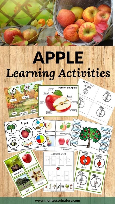 Apple Life Cycle And Parts Of An Apple Printables and Hands-on Activities - Montessori Nature Parts Of An Apple, Apple Tree From Seed, Nature Printables, Preschool Apple Theme, Apple Life Cycle, Apple Preschool, Apple Unit, Dramatic Play Preschool, Apple Activities