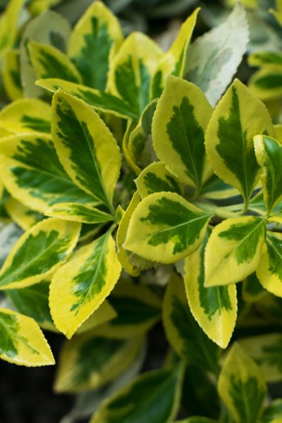 4 Evergreen Shrubs To Add Great Year Round Color To Your Landscape! Evergreens For Shade, Laurel Plant, Shrubs For Landscaping, Landscaping Shrubs, Evergreen Landscape, Patio Plans, Shade Shrubs, Colorful Patio, Front Garden Design