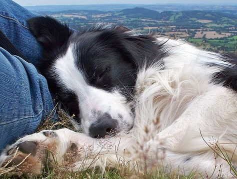 Sleepy Border Collie Divine Dogs, Dog Noses, Herding Dogs, Australian Shepherds, Border Collie Dog, English Springer Spaniel, Border Collies, Collie Dog, West Highland Terrier