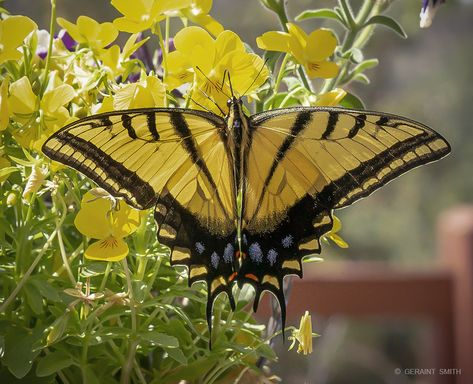 Tiger Swallowtail Butterfly Drawing, Butterfly Migration Mexico, Eastern Tiger Swallowtail, Western Tiger Swallowtail Butterfly, Tiger Swallowtail Butterfly, Citrus Swallowtail Butterfly, Tiger Swallowtail, Animal Inspiration, Personal Investigation