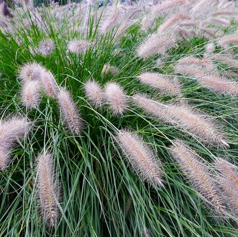 Alles over de verzorging van Lampepoetsersgras / Liatris Kobold. Garden Bushes, Pennisetum Alopecuroides Hameln, Pennisetum Alopecuroides, Grass Plants, Perennial Grasses, Fountain Grass, Plant Delivery, Plant Needs, Growing Flowers