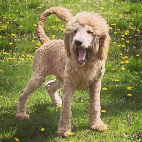 Goldendoodle Lion Cut: 16 Examples of This Unique Haircut for Dogs! Doodle Lion Haircut, Lion Cut Dog, Haircut For Dogs, Dog Lion Mane, Goldendoodle Haircuts, Lion Walking, Funny Lion, Beautiful Lion, Grooming Style