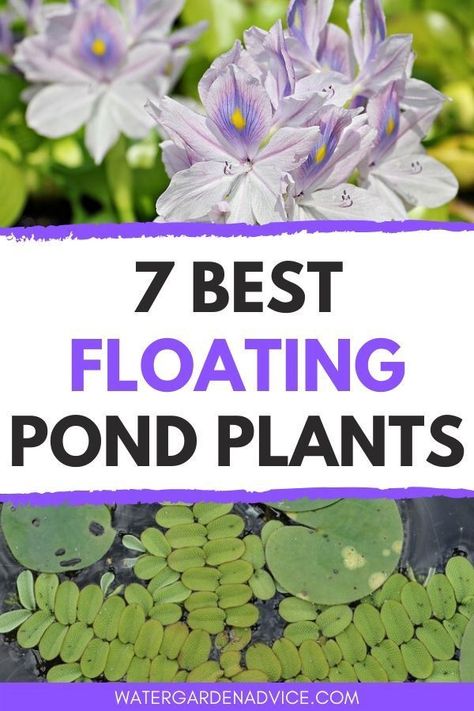 Poem Painting, Waterfall Plants, Floating Pond Plants, Indoor Pond, Tanaman Air, Water Garden Plants, Retention Pond, Patio Pond, Bog Plants