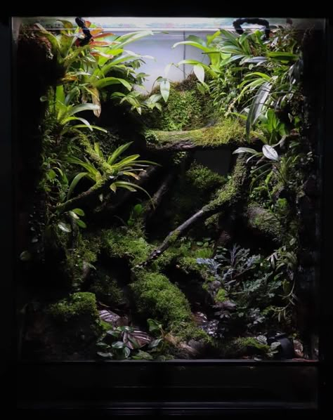 Terrarium Room, Dart Frog Tank, Dart Frog Terrarium, Frog Vivarium, Dart Frog Vivarium, Gecko Vivarium, Bioactive Vivarium, Paludarium Vivarium, Tropical Terrariums