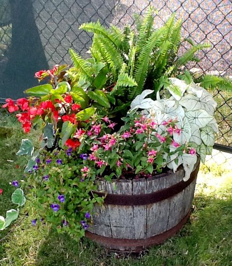 Whisky Barrel, Garden Containers, Container Gardens, Yard Ideas, Container Gardening, House Exterior, Beautiful Flowers, Barrel, Yard