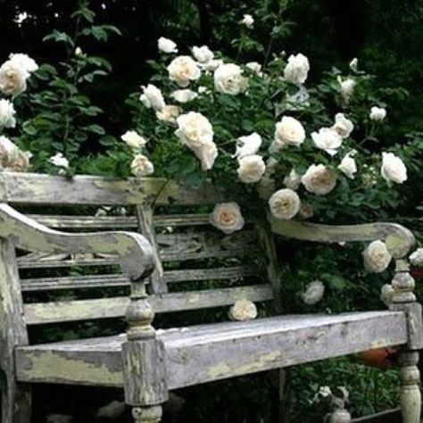 Rose Garden Landscape, Old Benches, Heirloom Roses, Garden Storage Shed, Ivy House, Garden Wallpaper, Des Roses, Big Garden, Bench Designs