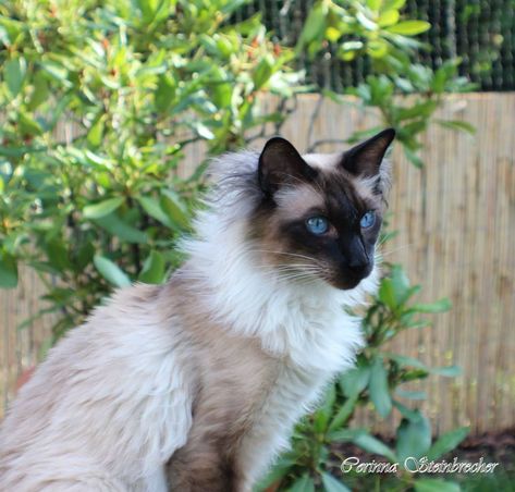 Cute Cats Pictures, Cats Poses, Balinese Cat, Wcue Morph, Hex Color, Cats Pictures, Warrior Cat Oc, Cat Oc, Cat Reference