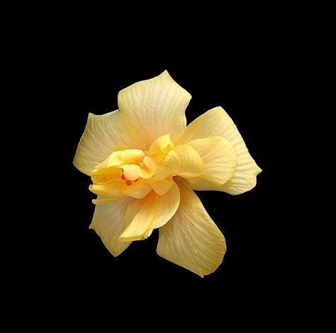 Yellow Flower Black Background, Hibiscus Flower Wallpaper Aesthetic, Yellow Widgets, Flowers Black Background, Yellow Hibiscus, Flower Icons, Flower Yellow, Simple Iphone Wallpaper, Nothing But Flowers