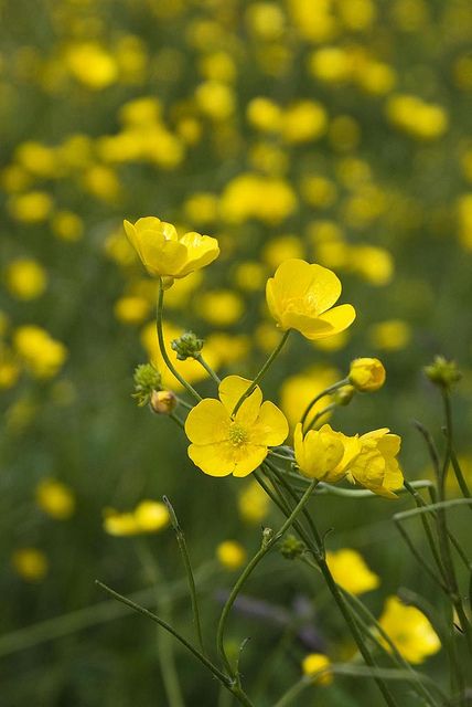 meadow buttercup. Grassland perennial. yellow flowers appear apr-oct Buttercups by l4ts, via Flickr Tiny Yellow Flowers, Buttercup Bouquet, Buttercup Ranunculus, Meadow Buttercup, Buttercup Cottage, Yellow Wild Flowers, Buttercup Flowers, Buttercup Flower, Flower Fairies