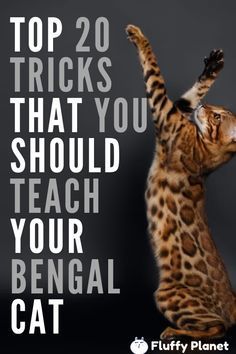 Tricks To Teach Your Cat, Black Bengal Cat, Bengal Cat Names, Schrodinger Cat, Bengal Cat Facts, Cat Munchkin, Cat Protection, Cat Grumpy, Cat Tricks