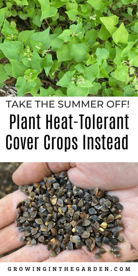 Cover Crops To Improve Soil, Cover Cropping, Agro Tourism, Cash Crops, Waiting For Fall, Clover Lawn, Food Forest Garden, Cover Crops, Summer Gardening