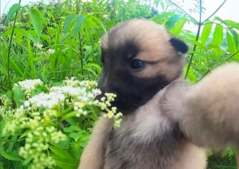 cute dog Plants, Flowers, Instagram